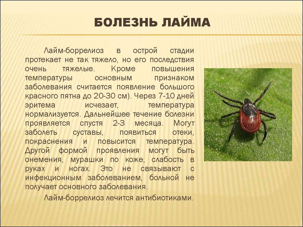БОЛЕЗНЬ ЛАЙМА