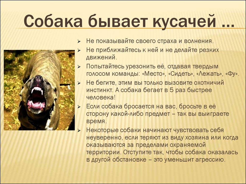 Собака бывает кусачей …