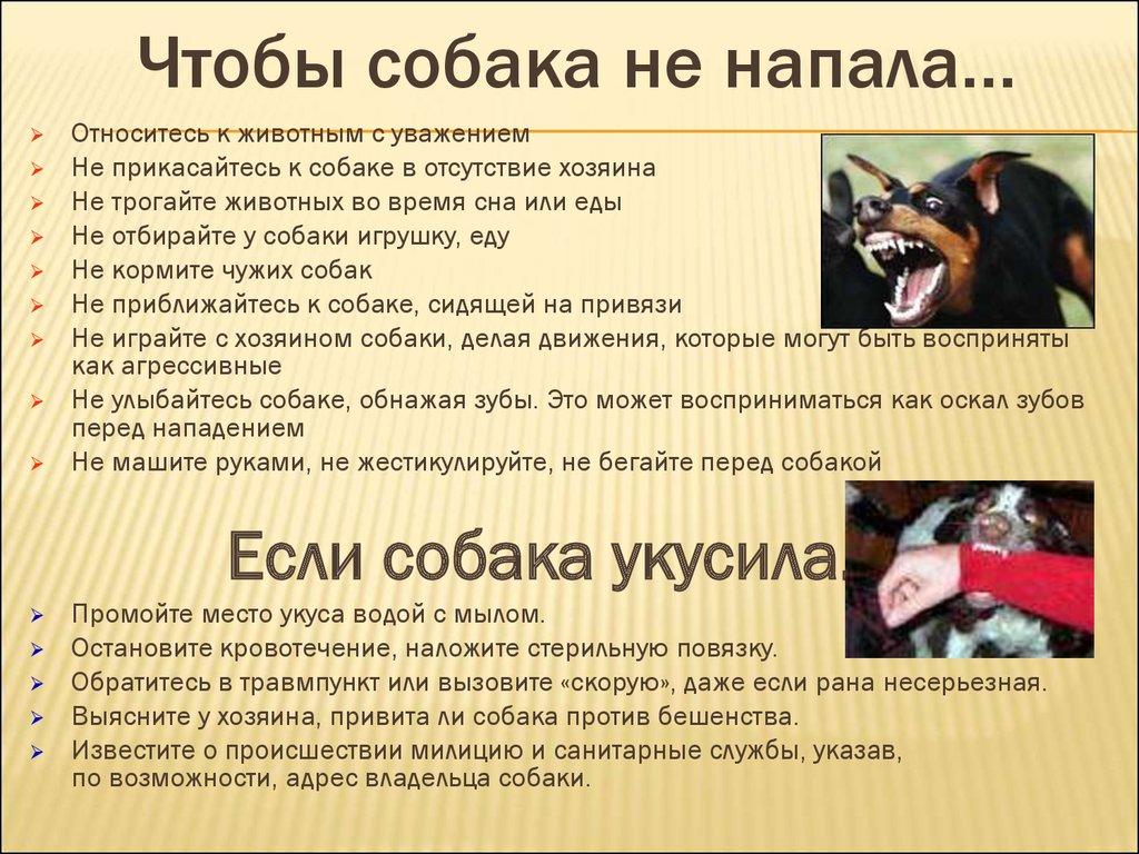 Чтобы собака не напала…