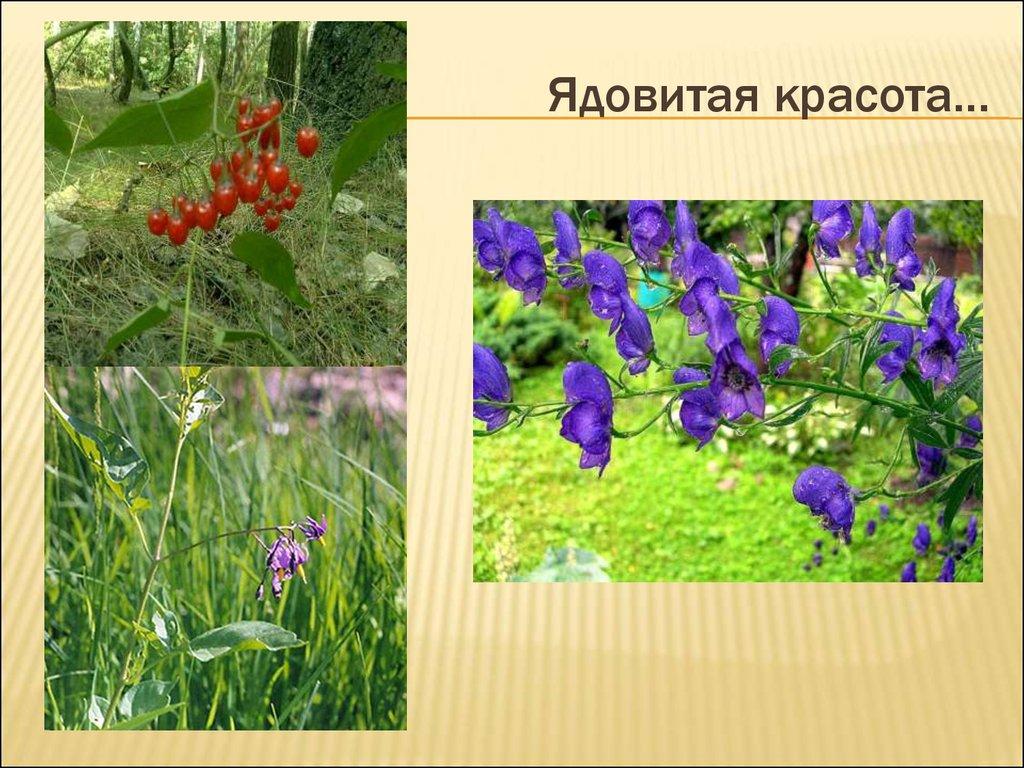 Ядовитая красота…