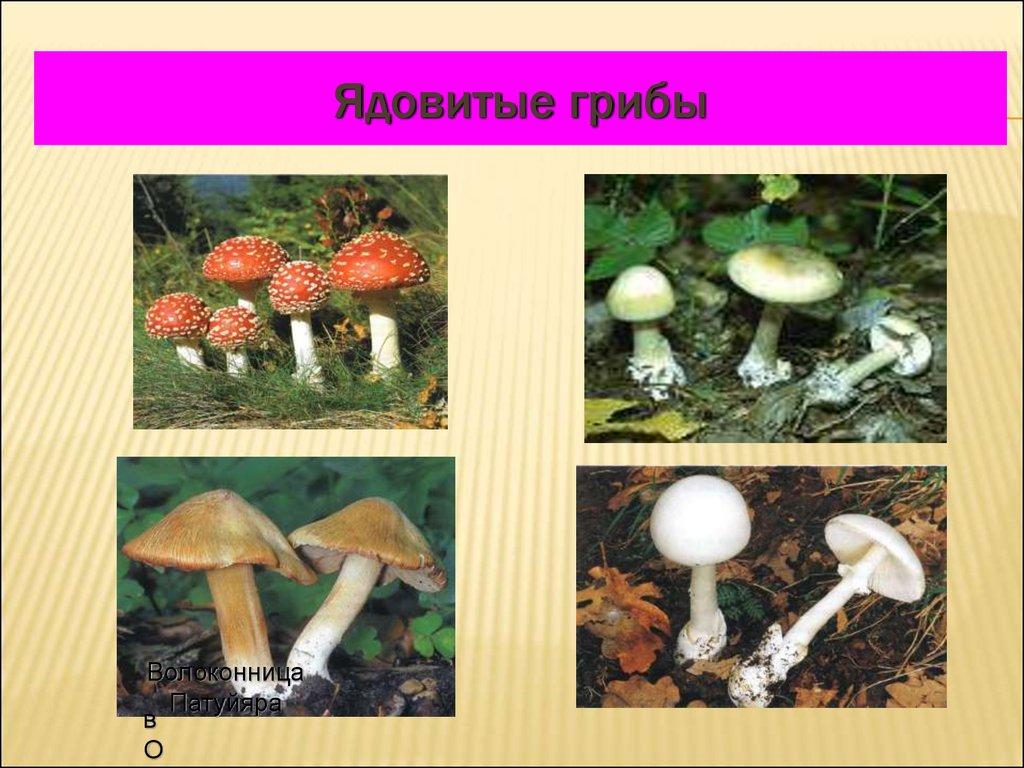 Ядовитые грибы