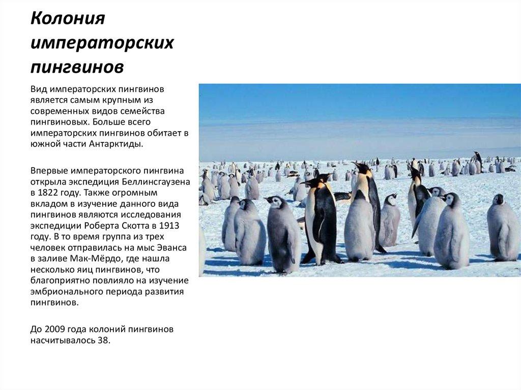 Колония императорских пингвинов