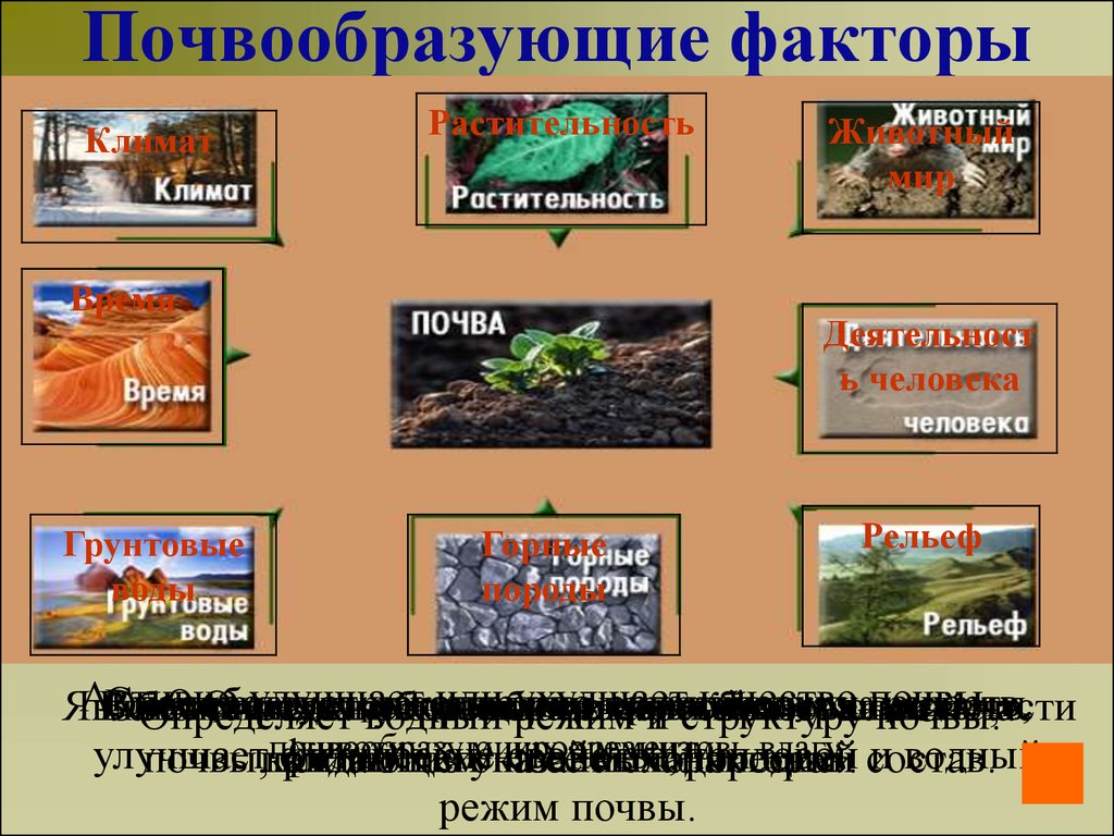 Почвообразующие факторы