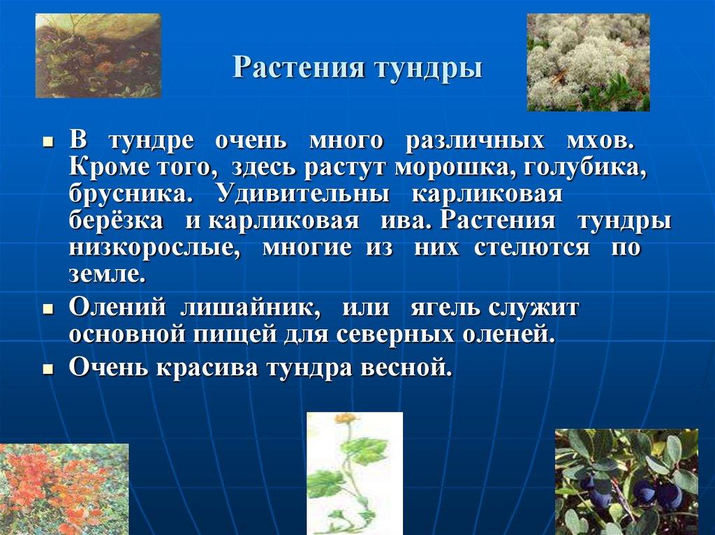Растения тундры