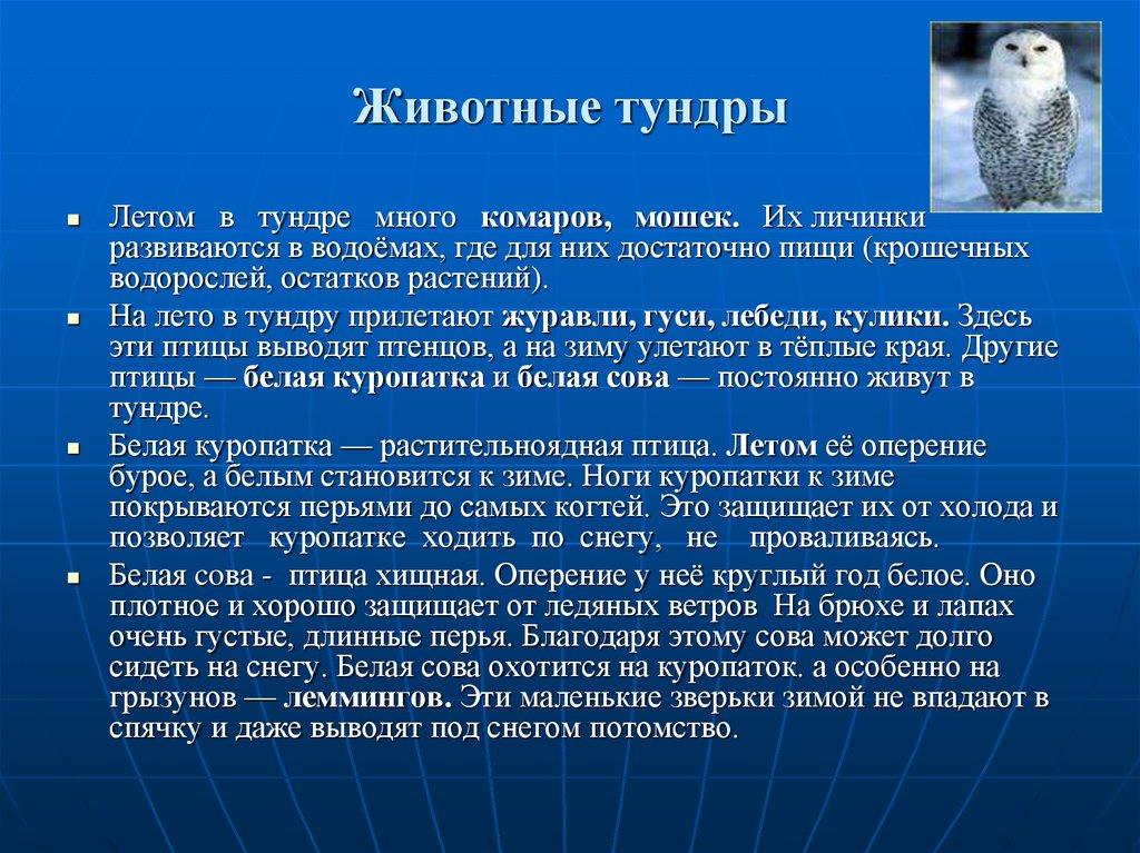 Животные тундры