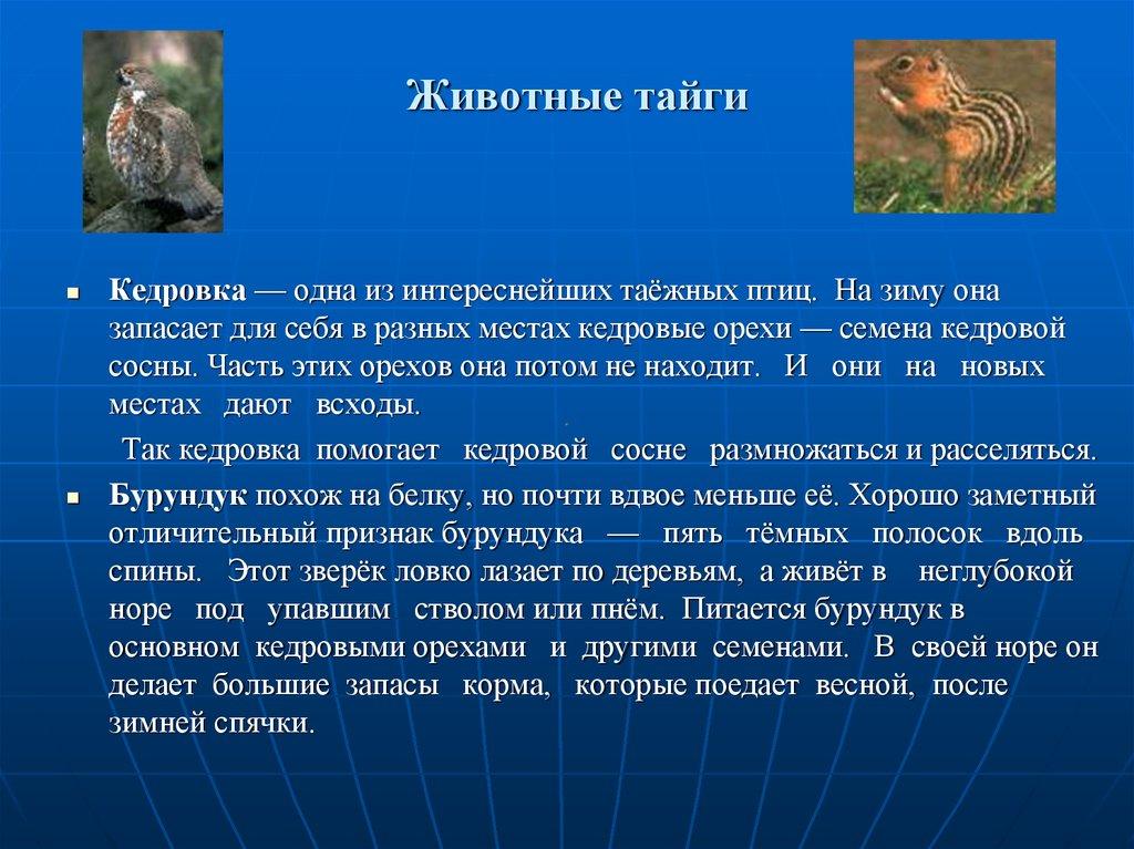 Животные тайги