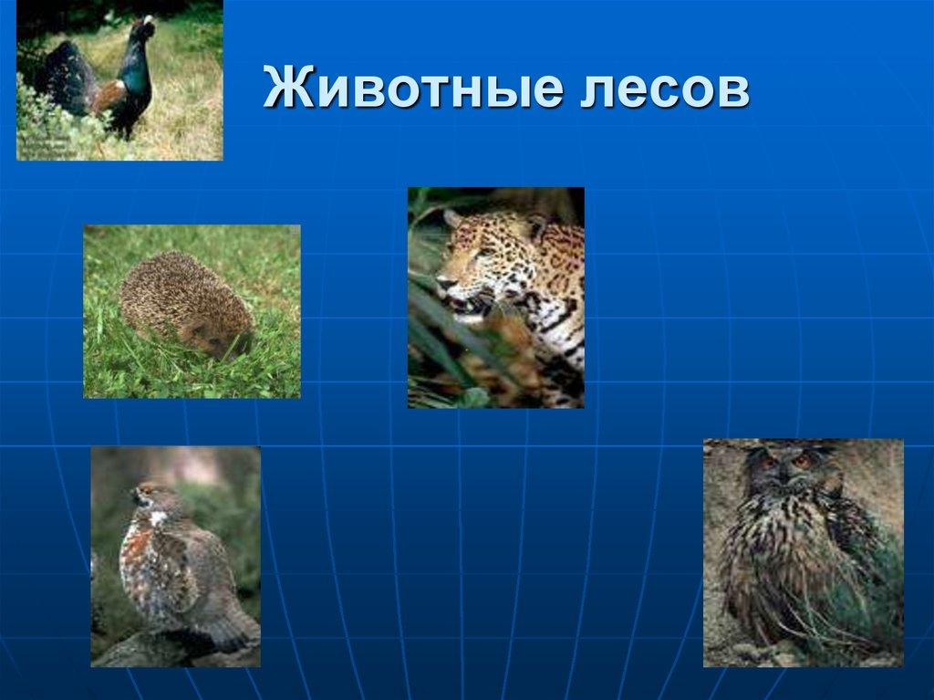 Животные лесов