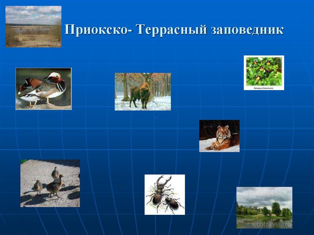 Приокско- Террасный заповедник