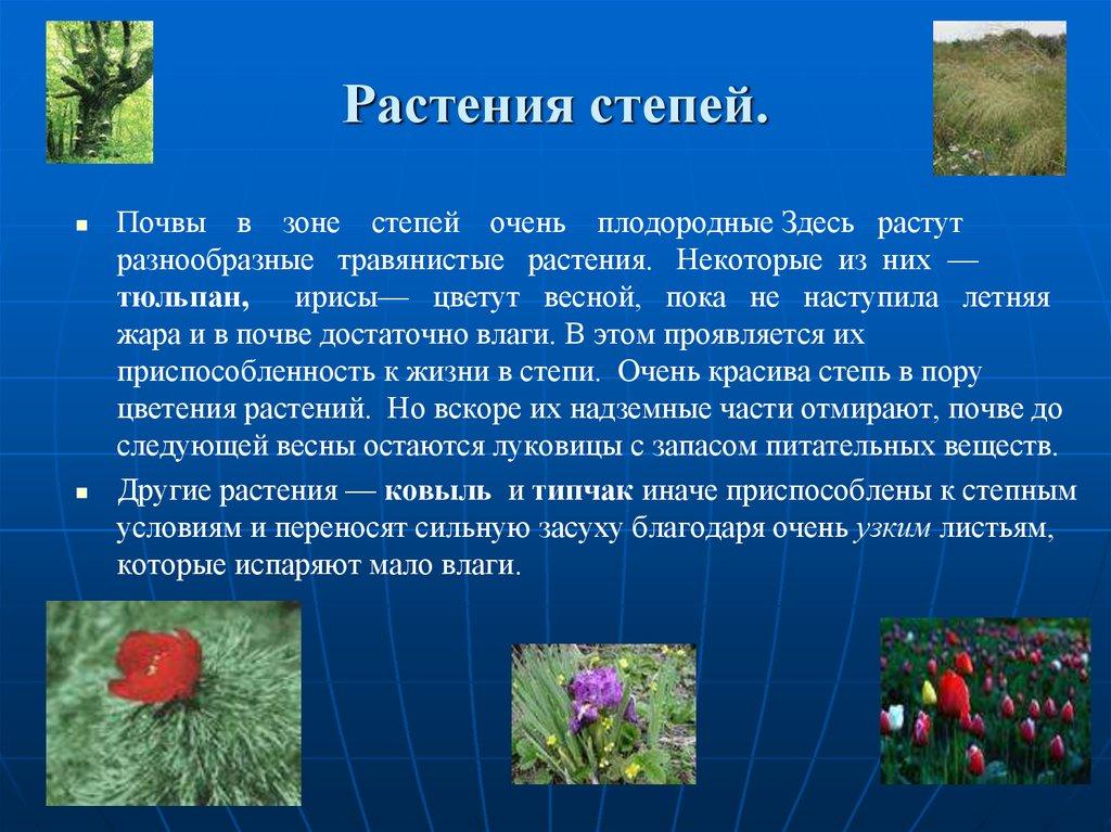 Растения степей.