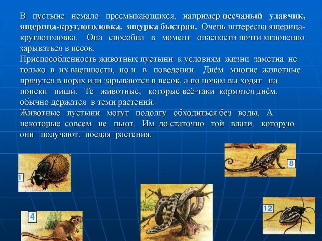 В пустыне немало пресмыкающихся, например песчаный удавчик, ящерица-круглоголовка, ящурка быстрая. Очень интересна ящерица-