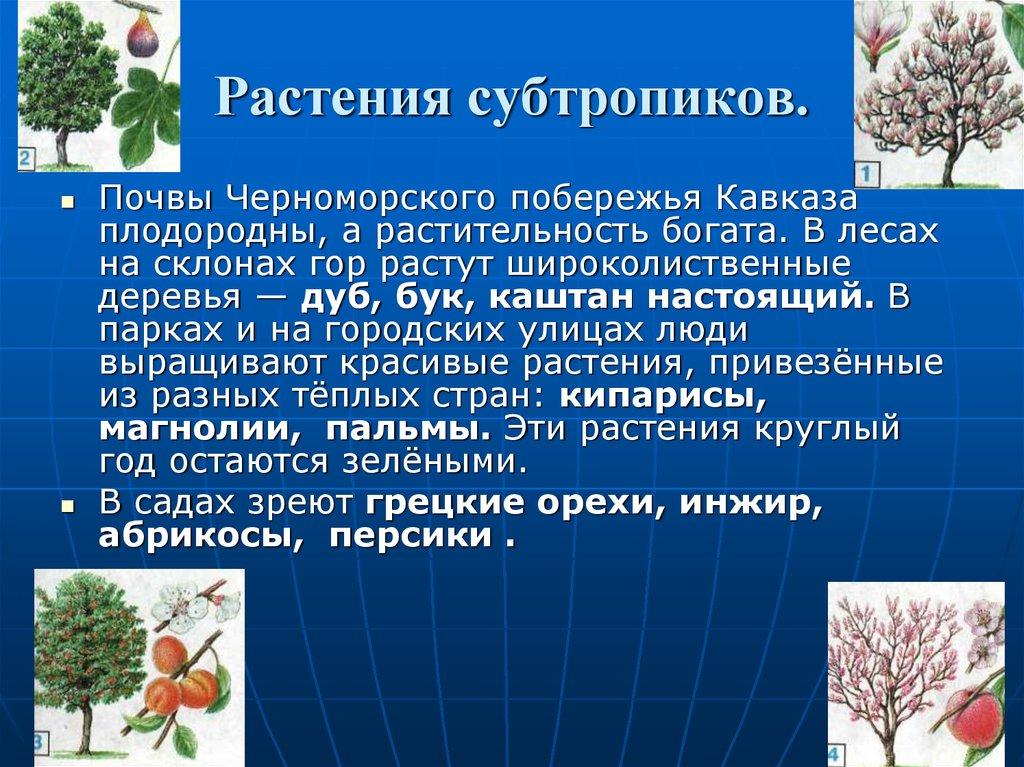 Растения субтропиков.