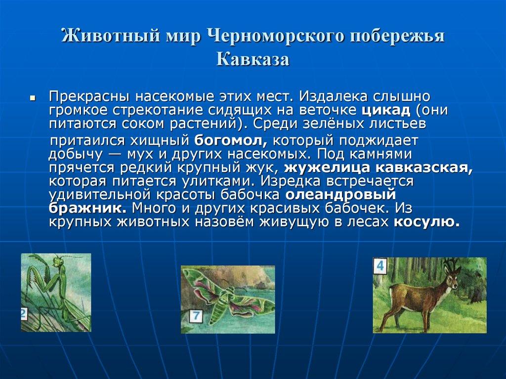 Животный мир Черноморского побережья Кавказа