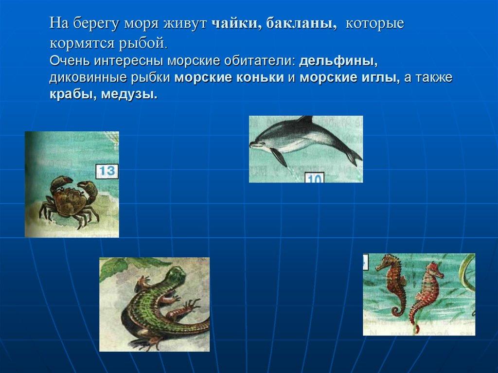 На берегу моря живут чайки, бакланы, которые кормятся рыбой. Очень интересны морские обитатели: дельфины, диковинные рыбки