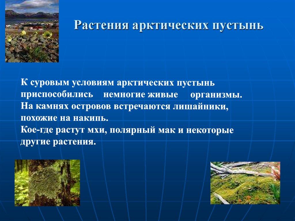 Растения арктических пустынь