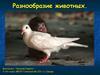 Разнообразие животных