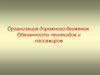 Организация дорожного движения. Обязанности пешеходов и пассажиров