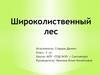 Широколиственный лес