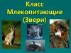Класс Млекопитающие (Звери)