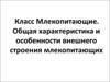 Класс Млекопитающие. Общая характеристика и особенности внешнего строения млекопитающих