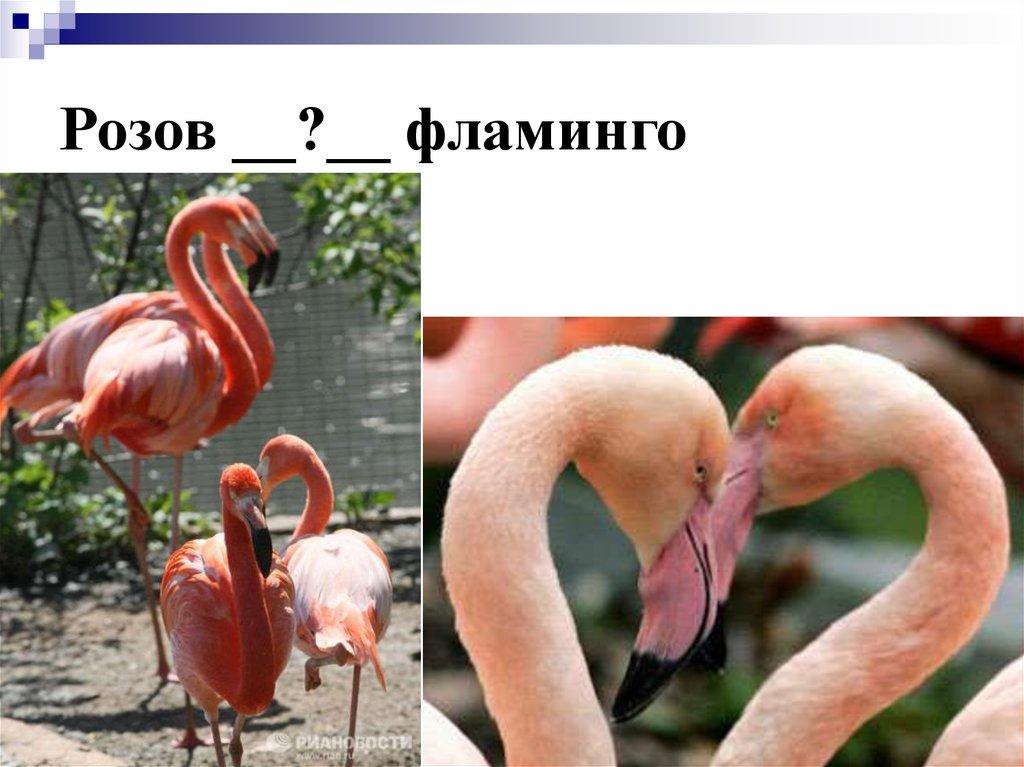 Розов __?__ фламинго