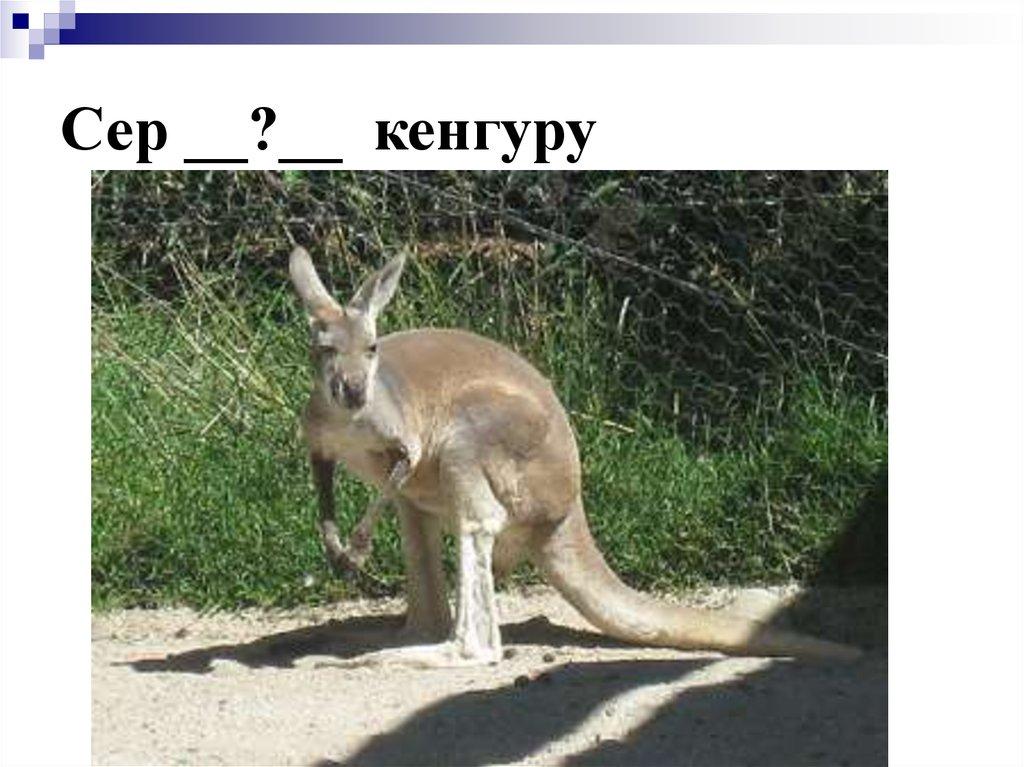 Сер __?__ кенгуру