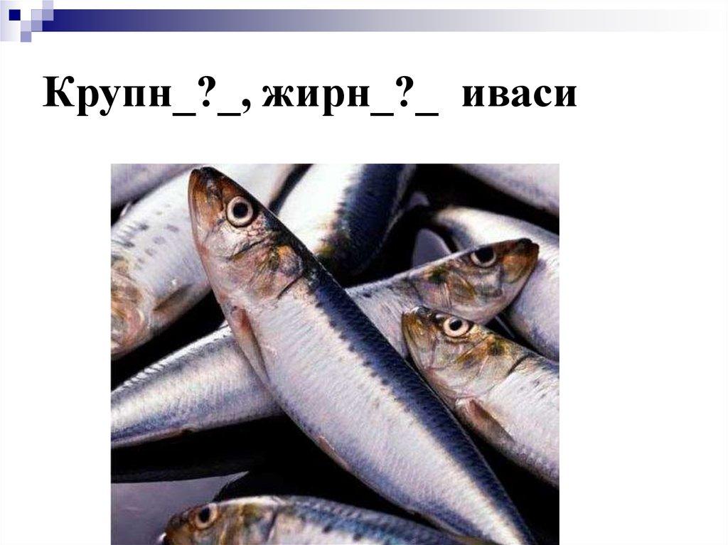Крупн_?_, жирн_?_ иваси