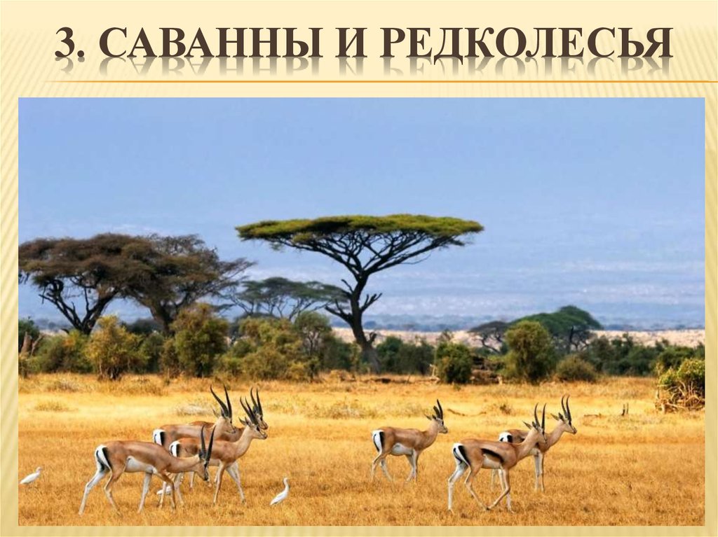 3. Саванны и редколесья