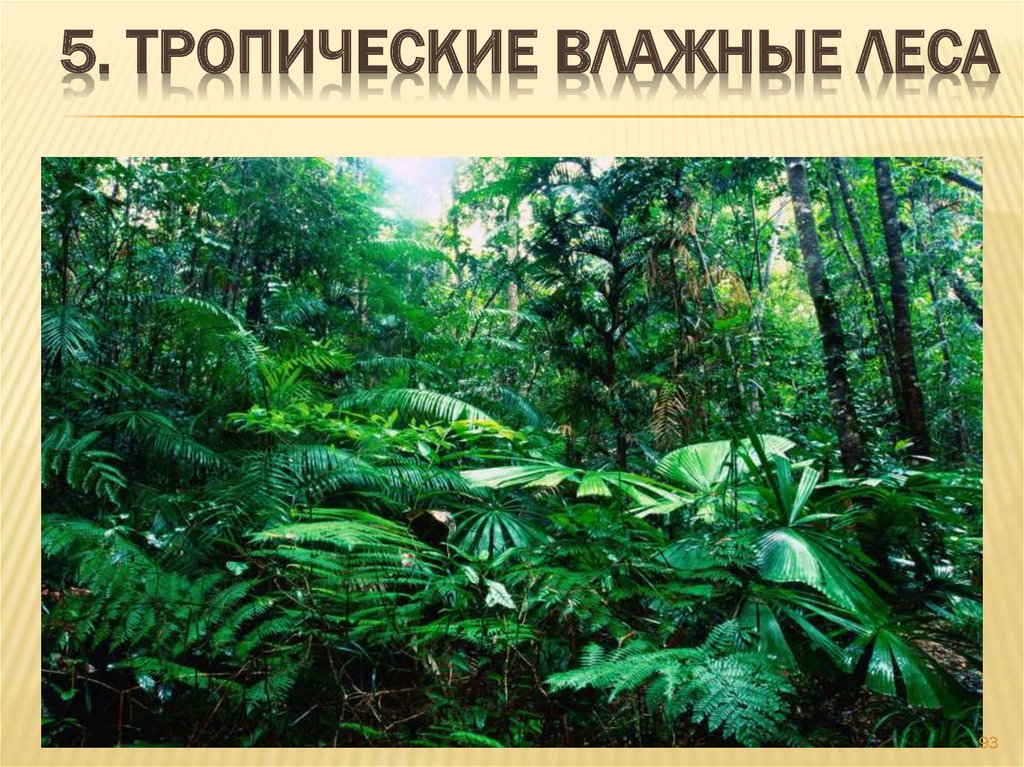 5. Тропические влажные леса