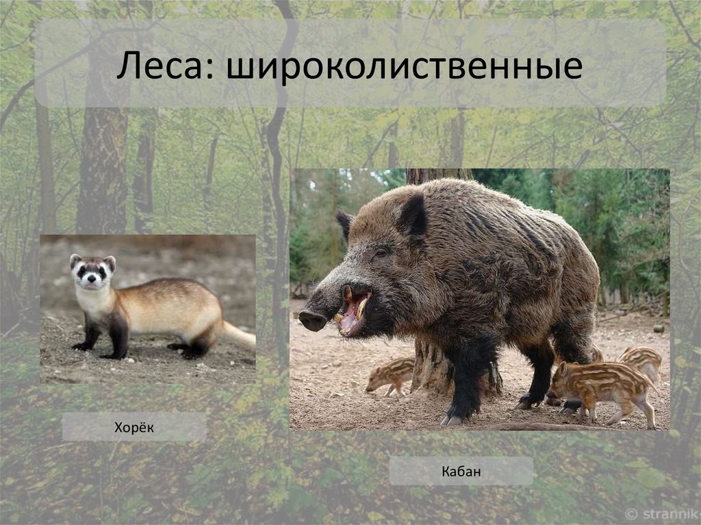 Леса: широколиственные