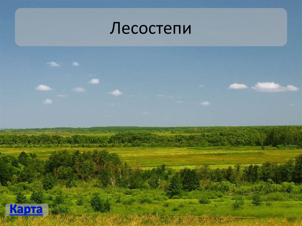 Лесостепи