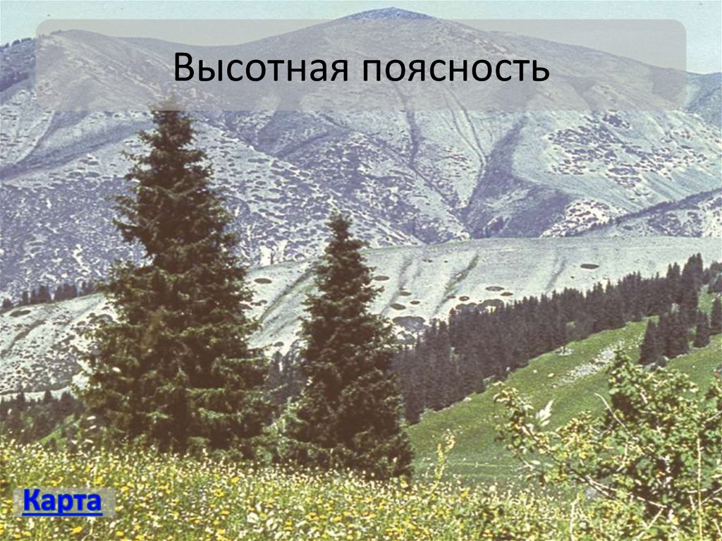 Высотная поясность