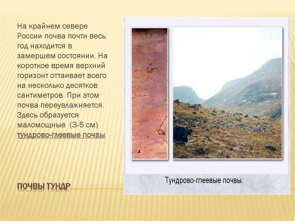 Почвы тундр