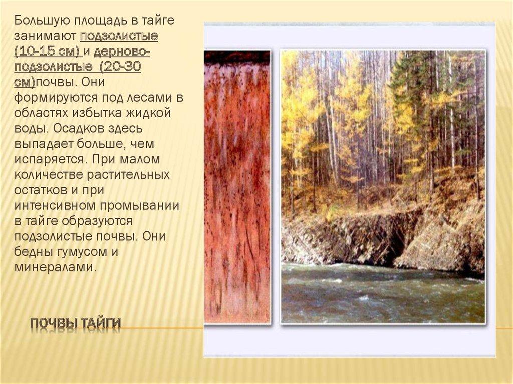 Почвы тайги