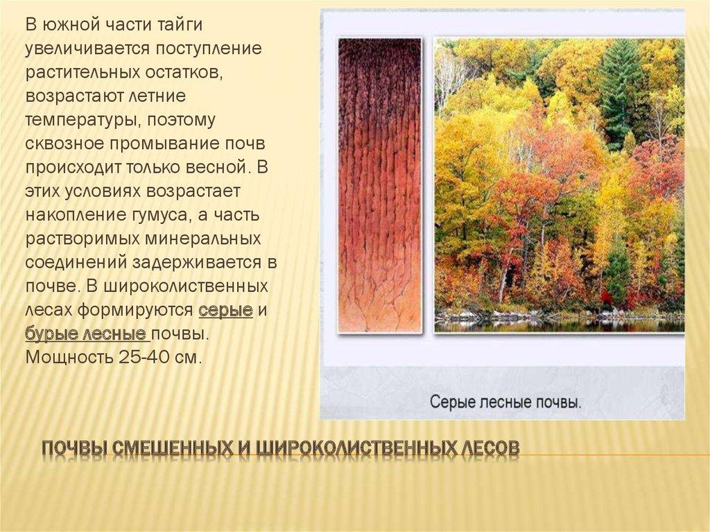 Почвы смешенных и широколиственных лесов