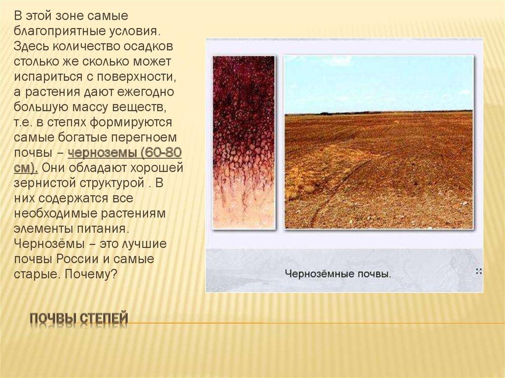 Почвы степей