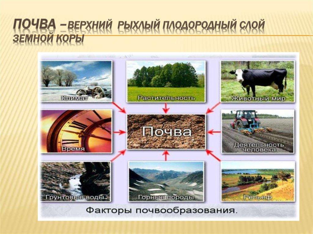 Почва –верхний рыхлый плодородный слой земной коры