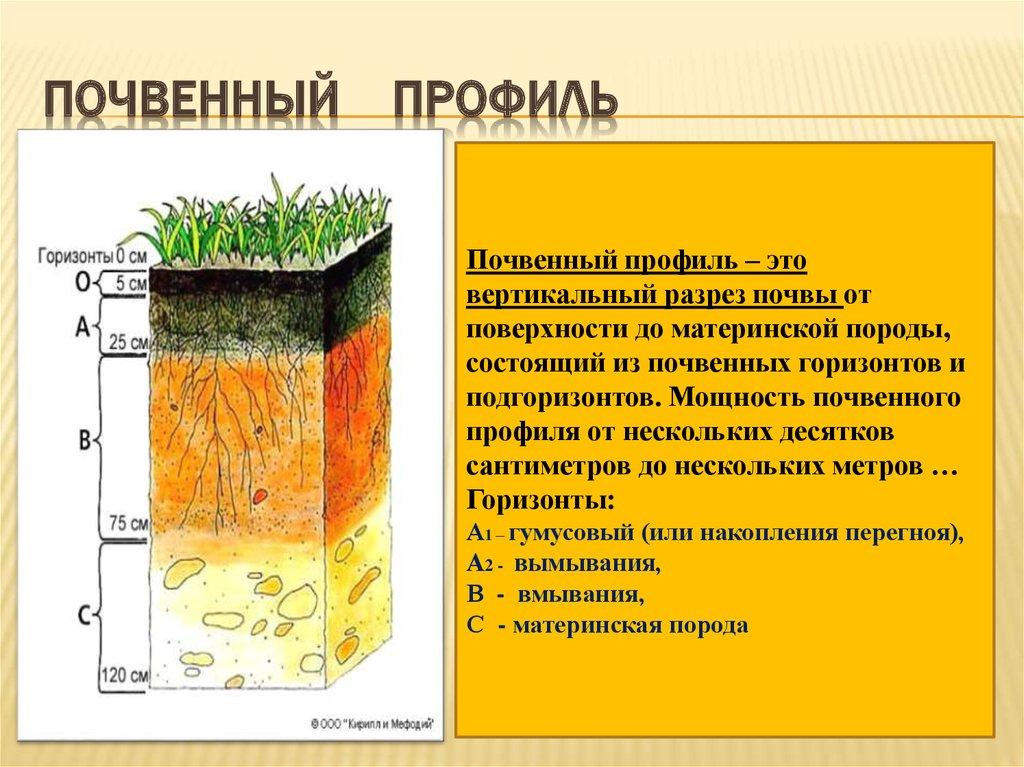 Почвенный профиль