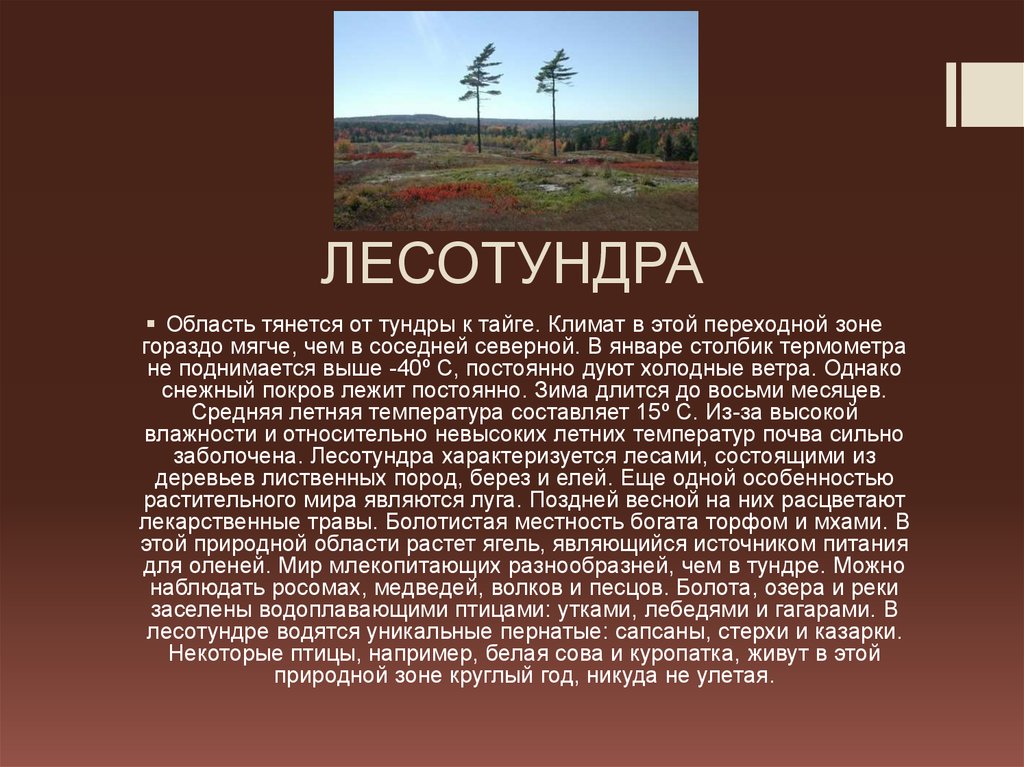 ЛЕСОТУНДРА