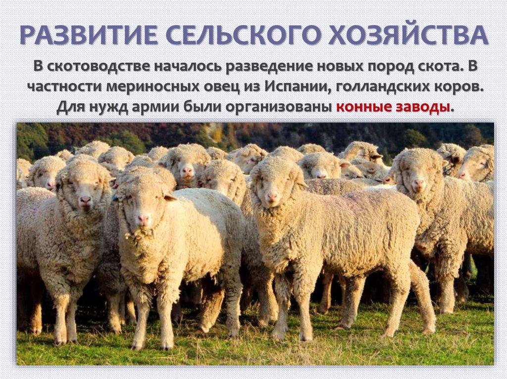 РАЗВИТИЕ СЕЛЬСКОГО ХОЗЯЙСТВА