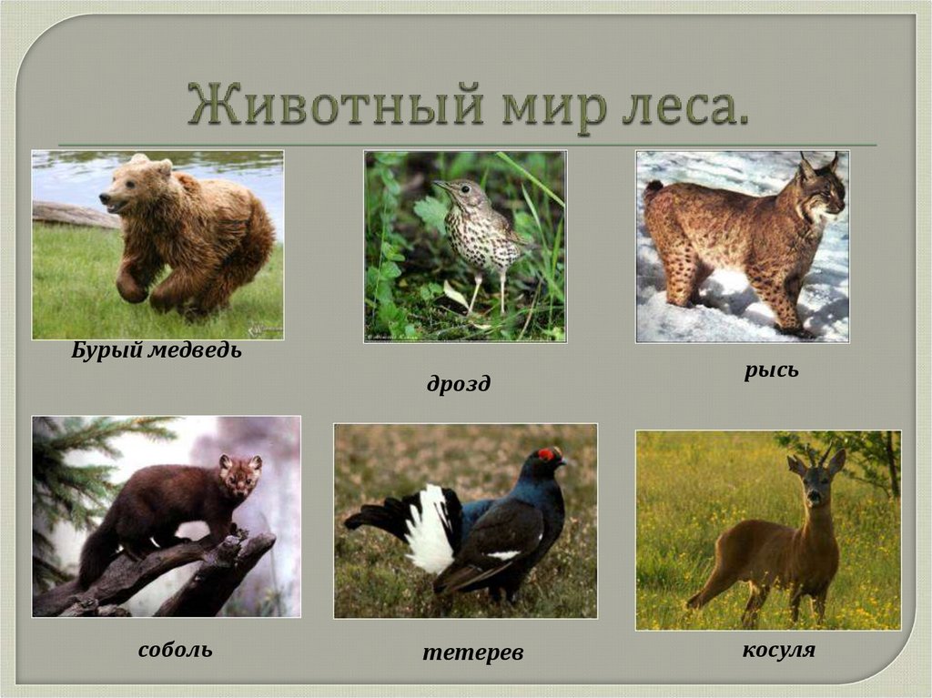 Животный мир леса.