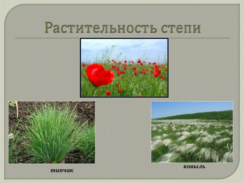 Растительность степи