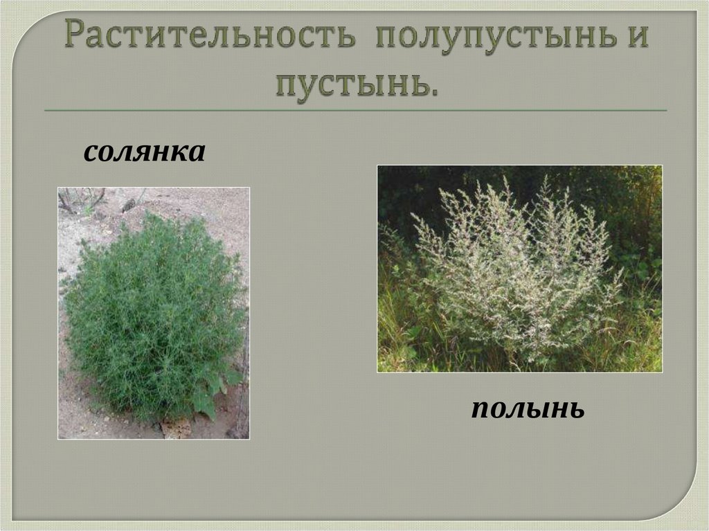 Растительность полупустынь и пустынь.