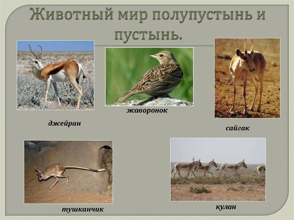 Животный мир полупустынь и пустынь.