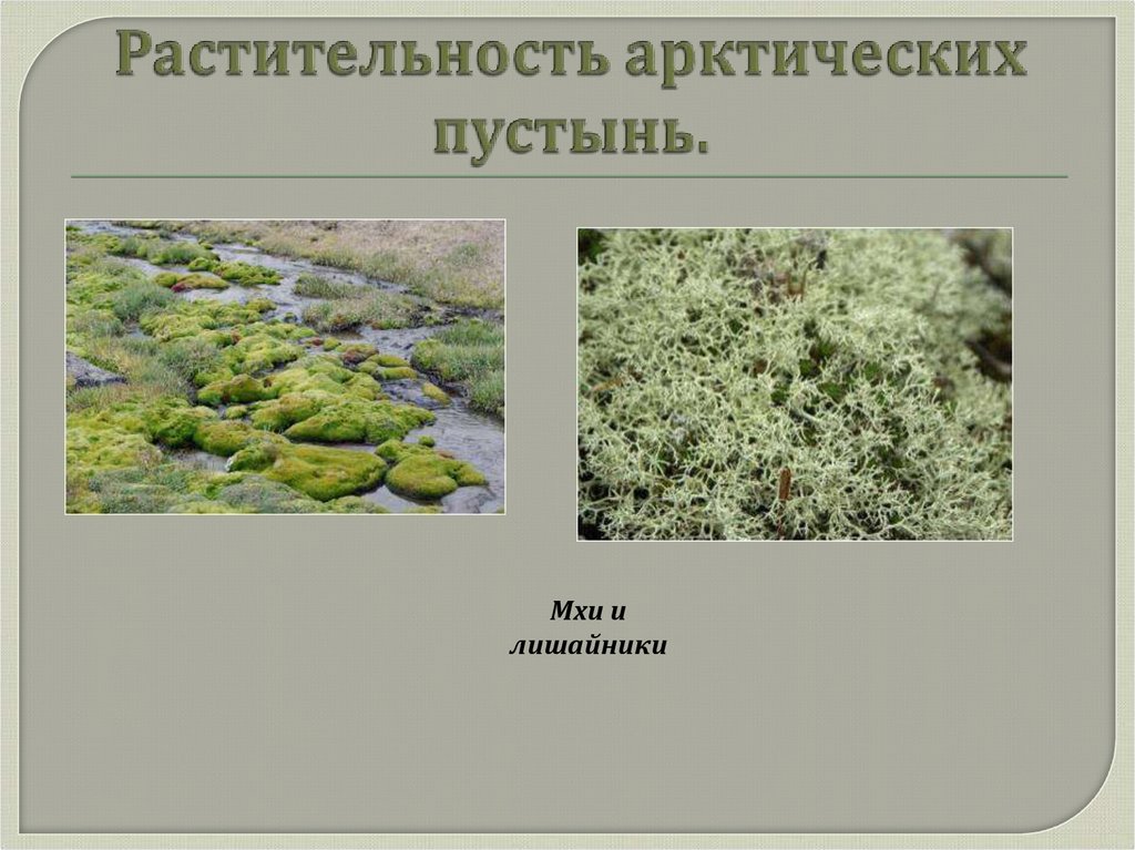 Растительность арктических пустынь.