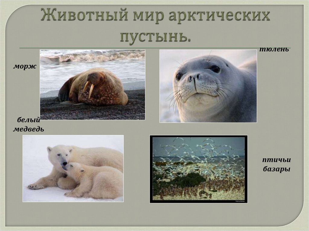Животный мир арктических пустынь.