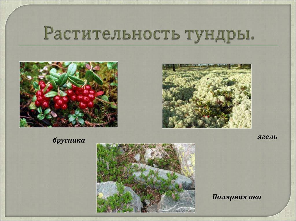 Растительность тундры.