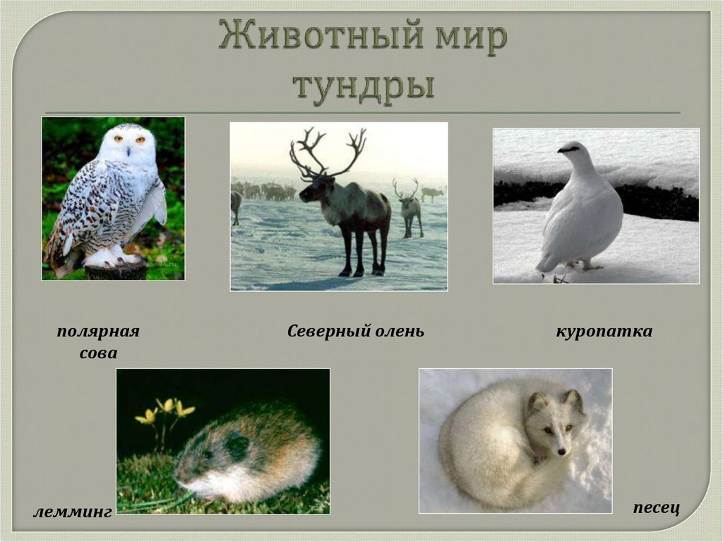 Животный мир тундры