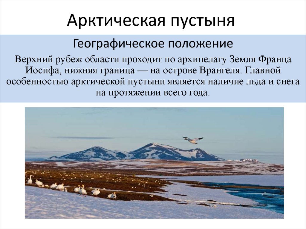 Арктическая пустыня