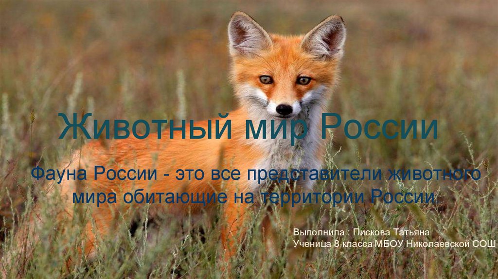 Животный мир России