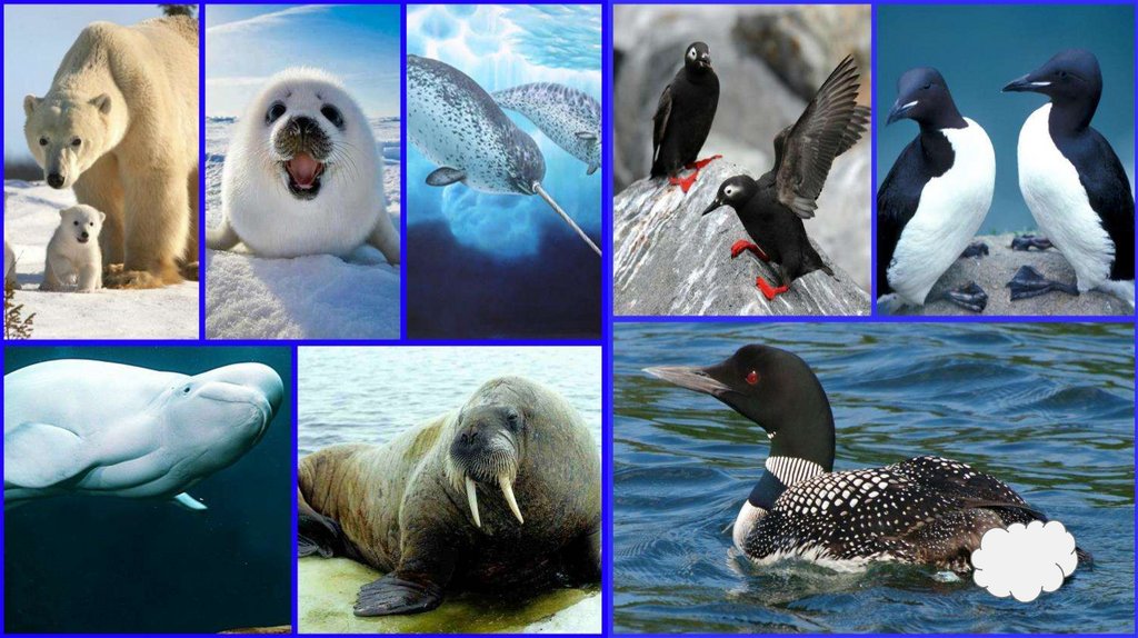 Арктические пустыни